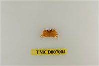 藏品(礁石假團扇蟹)的圖片